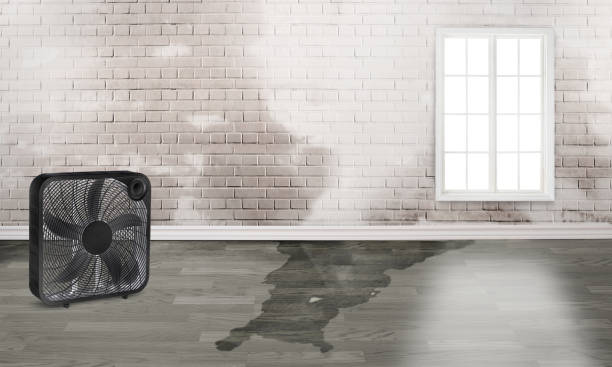 Best Ceiling water damage repair  in Hoschton, GA